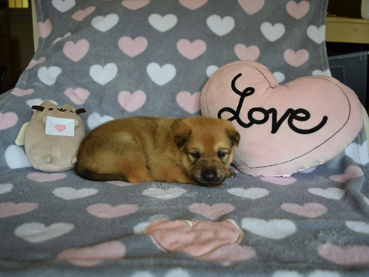 chinook puppy